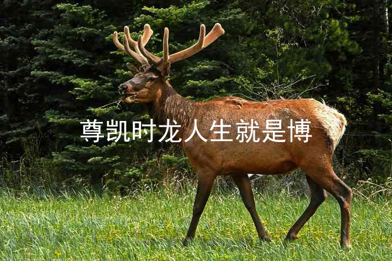 尊凯时龙人生就是博